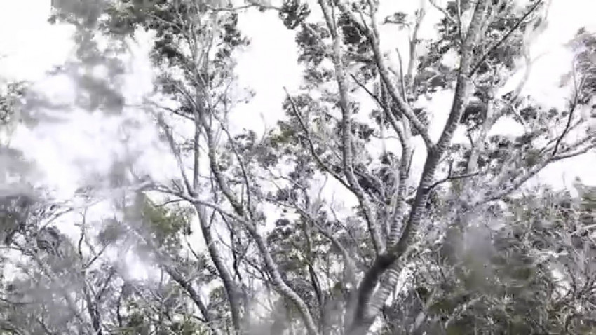 冰霜奇景 － 大帽山之冬