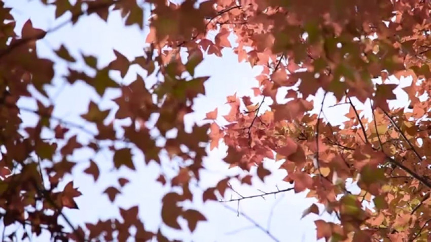香港紅葉の大棠秋月童話
