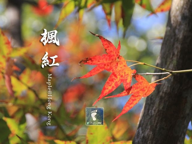 香港紅葉の當吹起日本楓葉時
