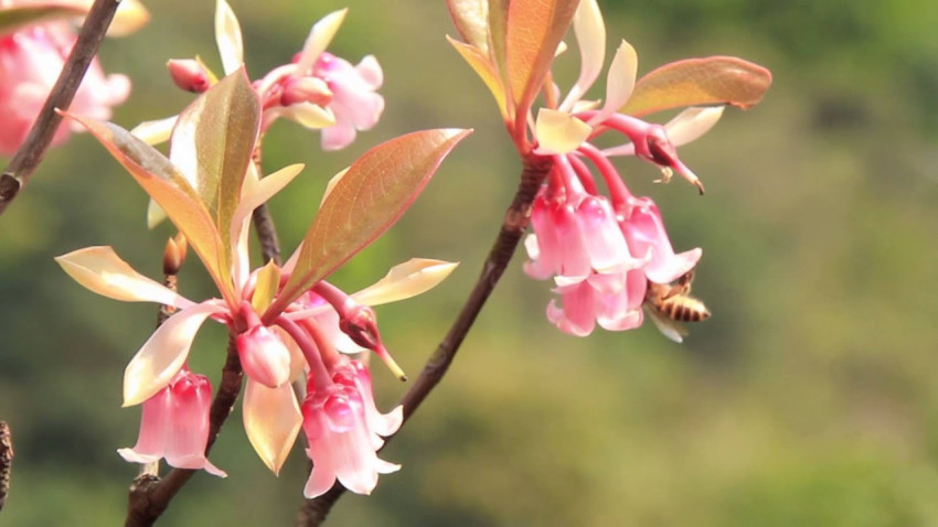伴湖鈴兒 － 鹿湖吊鐘花