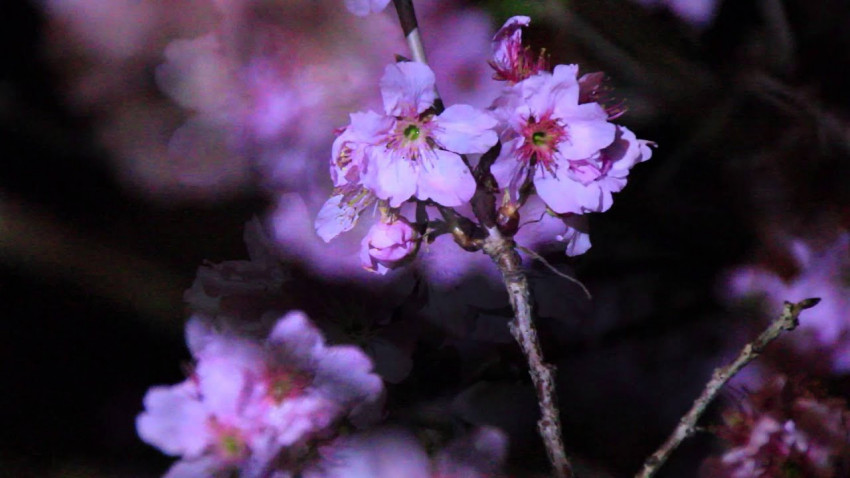 維港之桜 － 鰂魚涌櫻花