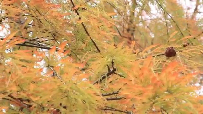 金黃湖畔 － 青衣公園