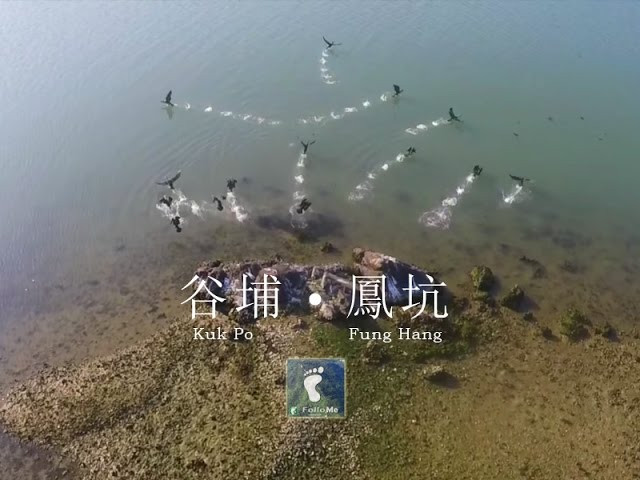 鳥之天堂 － 谷埔。鳳坑