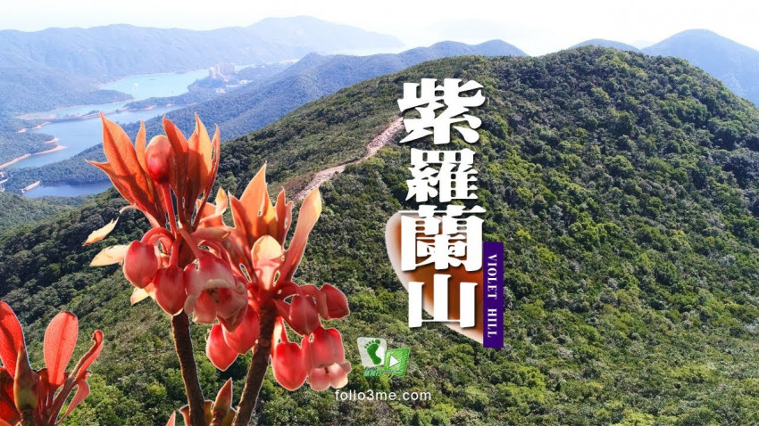 高峒芳「鐘」 － 紫羅蘭山