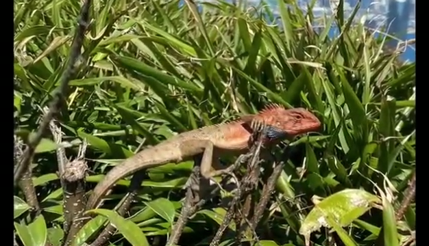 行山分享-小馬山 畢拿山