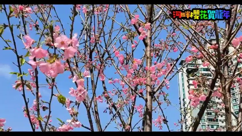 城門河畔櫻花賀龍年 祝龍年進步 身體健康